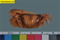 藏品(弧邊管招潮蟹)的圖片